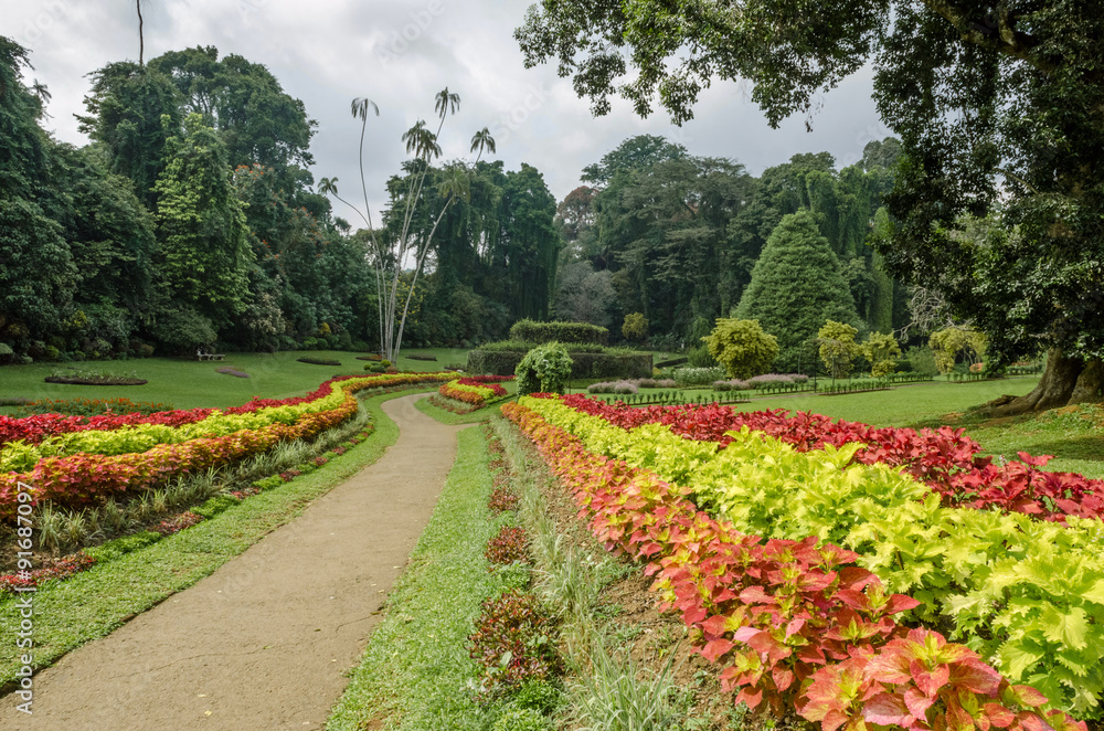 Botanical garden of Peradeniya. Sri Lanka