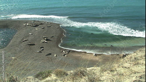 WS beach ZM into elephant seals on beach