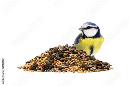 Blue tit on the right side of a pile of mixed bird seeds on white background