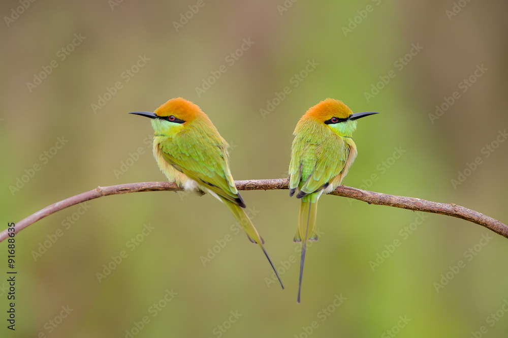 Birds Name Green Bee - eater