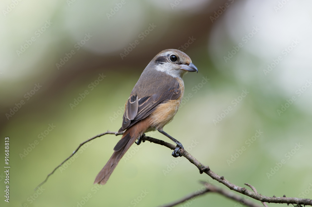 Grey backed Shrike