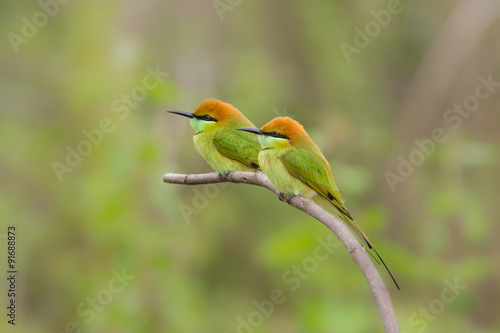 Birds Name Green Bee - eater