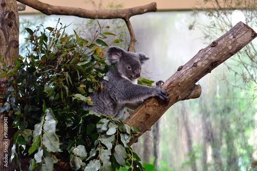 Fototapeta Naklejka Na Ścianę i Meble -  コアラ