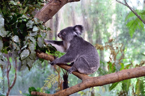 Fototapeta Naklejka Na Ścianę i Meble -  コアラ