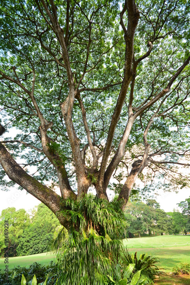 Fototapeta premium 木漏れ日イメージ