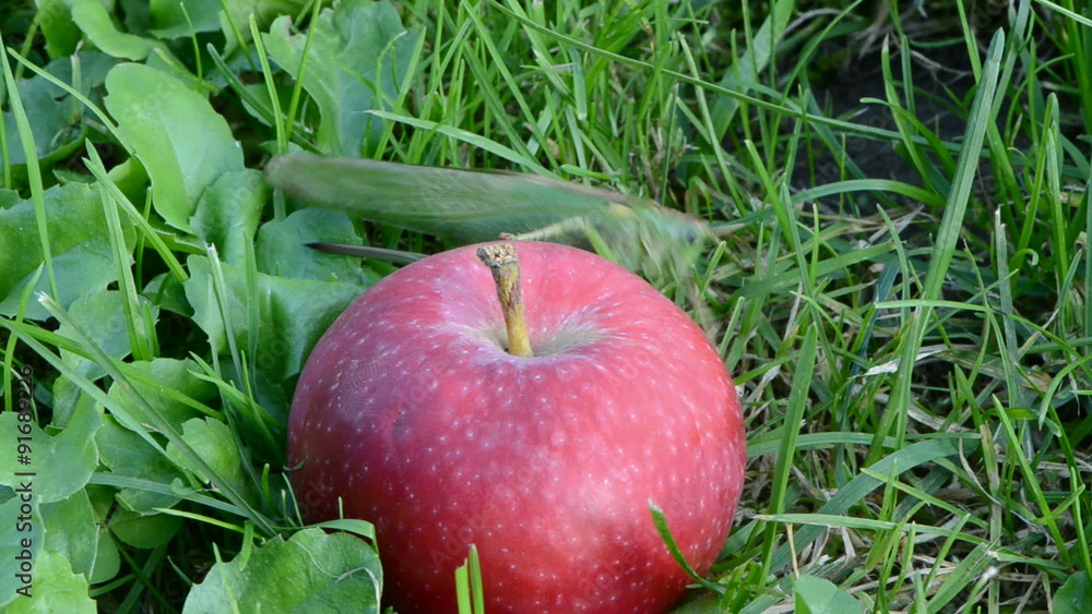 Green insect grasshopper crawling on ripe red apple Green insect grasshopper crawling on ripe red apple
