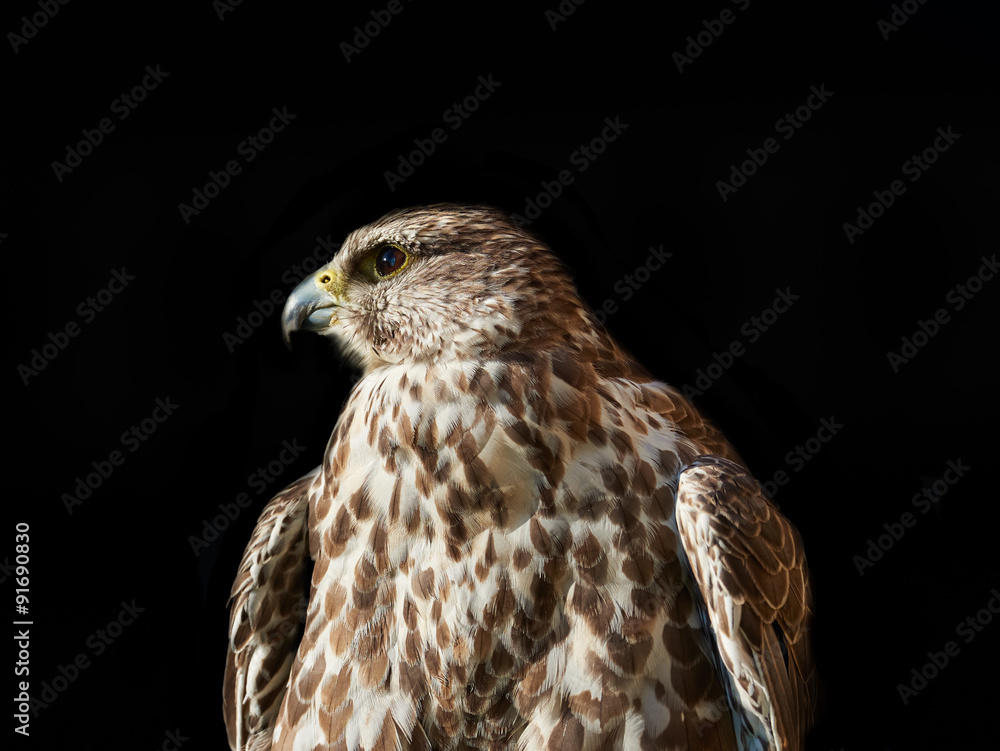 Obraz premium Bird of Prey - Malagasy Kestrel isolated on black, looking left