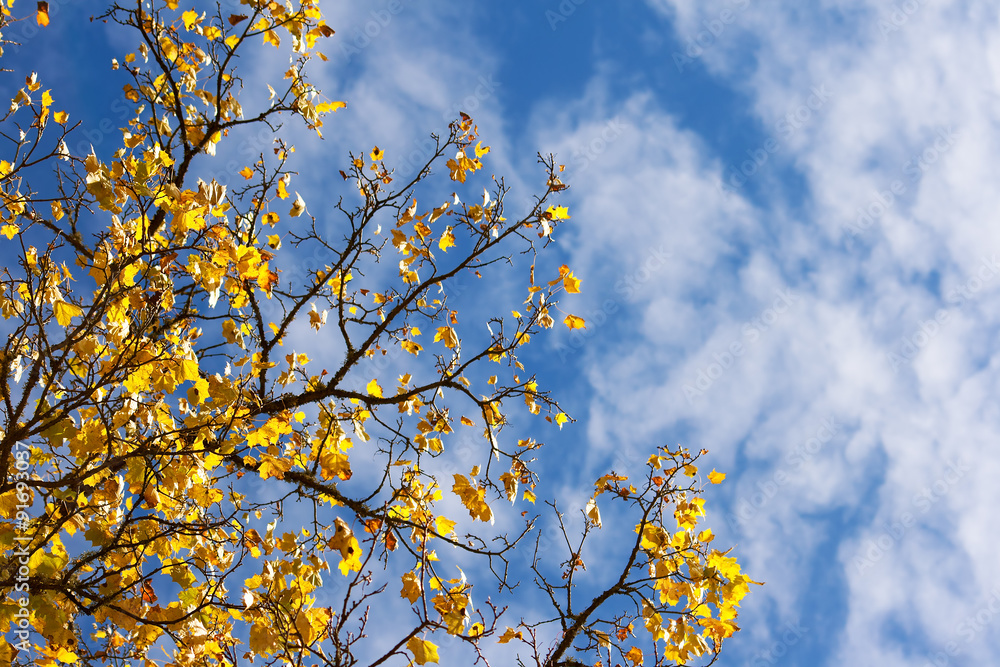 Maple leaves in autumn on blue sky background Maple leaves in autumn on blue sky background