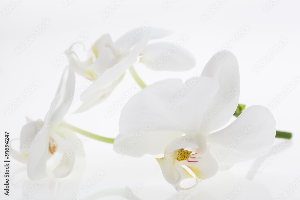 White orchids, bauty, with reflection White orchids, bauty, with reflection