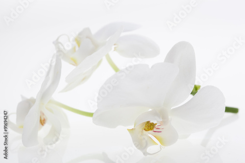 White orchids  bauty  with reflection
