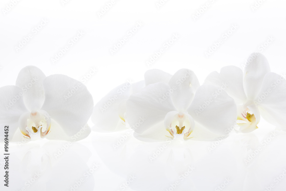 White orchids White orchids