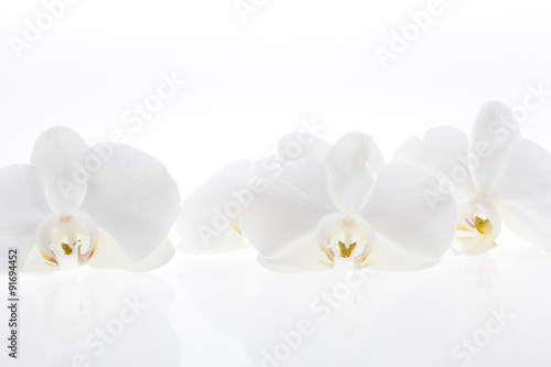 Fototapeta Naklejka Na Ścianę i Meble -  White orchids