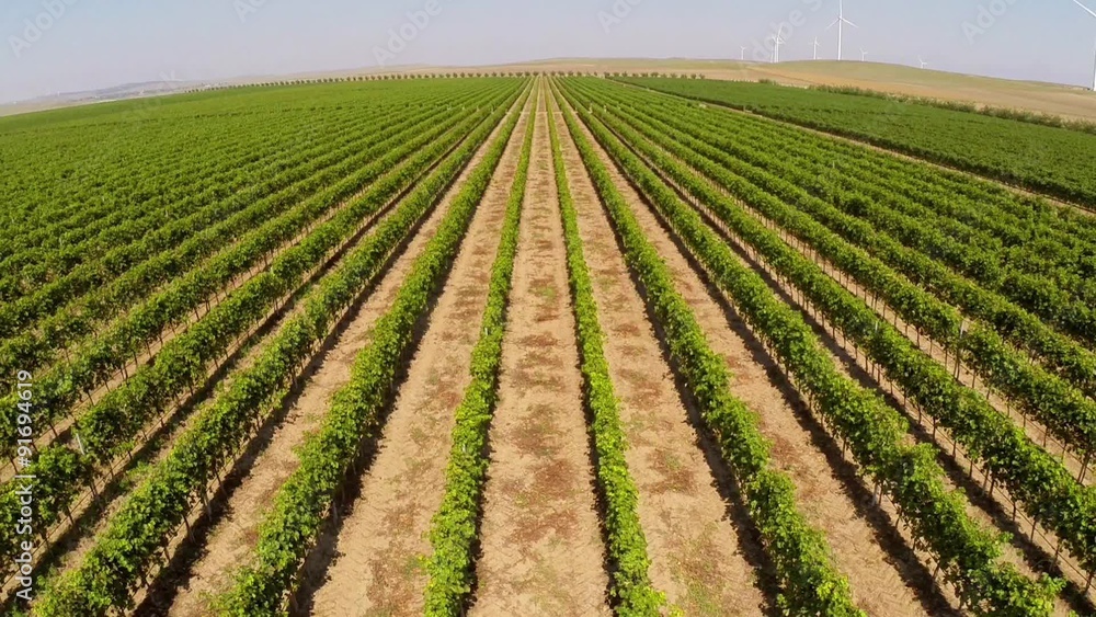 Beautiful vineyards landscape with wind turbines in the background, aerial view Beautiful vineyards landscape with wind turbines in the background, aerial view