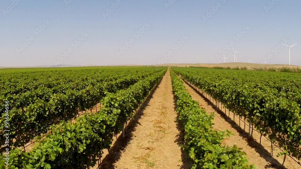 Beautiful vineyards landscape with wind turbines in the background, aerial view Beautiful vineyards landscape with wind turbines in the background, aerial view
