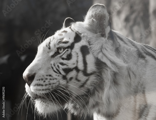Portrait of an Amazing White tiger