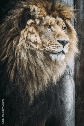 Portrait of a Beautiful Lion