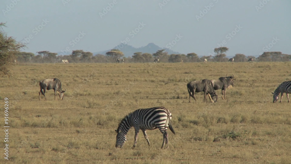 small herd of zebra & wildebeest grazing small herd of zebra & wildebeest grazing