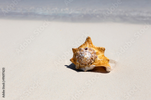 Seashell on caribbean beach, travel concept
