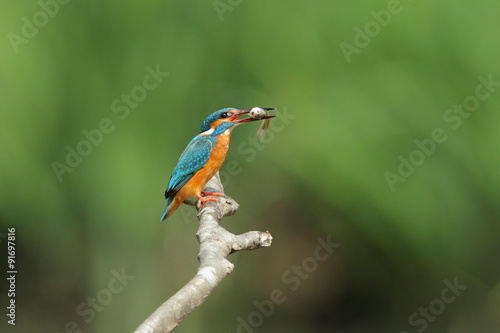 カワセミは空飛ぶ宝石と呼ばれ、美しい青い羽根を持っています。また、小魚を捕まえて食べます。The kingfisher is called a flying jewel and has a beautiful blue feather. In addition, I catch a small fish and eat.