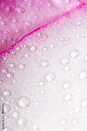 Closeup of pink rose petails covered dew