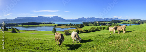 grasende Kühe am Forggensee im Ostallgäu photo