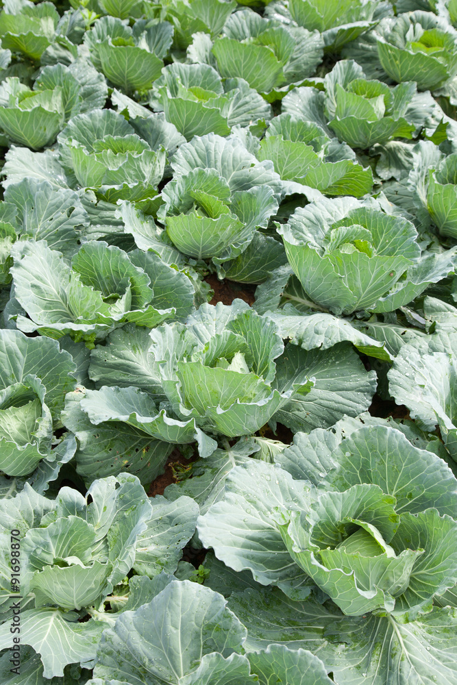 Agriculture cabbage Agriculture cabbage