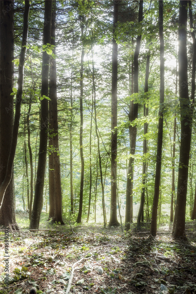 Fototapeta premium Luce nel bosco