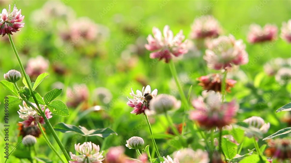 bee on clover flowers bee on clover flowers