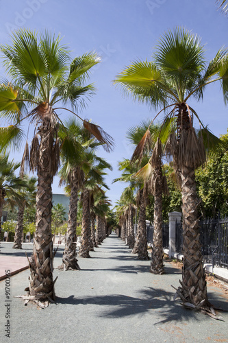 Palms tree esplanade