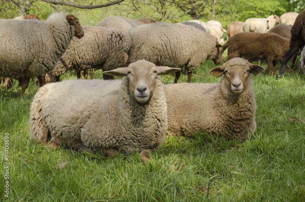 Obraz premium Sheep Looking