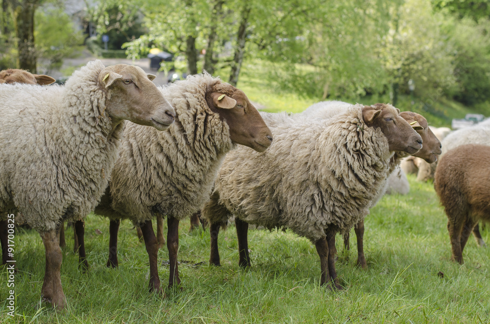 Sheep Looking