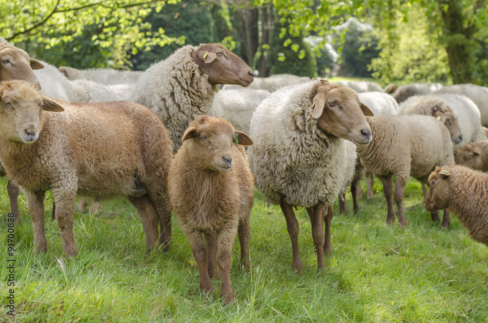 Sheep Looking