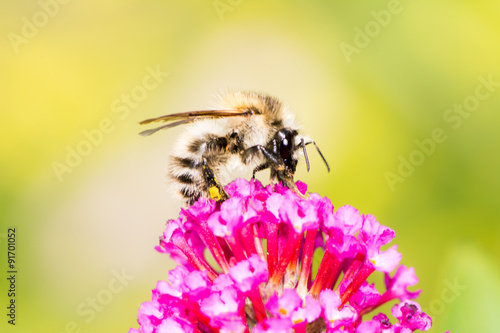 Bee collecting nectar at buddleia blossom