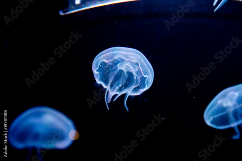 Valokuva jellyfish, medusa