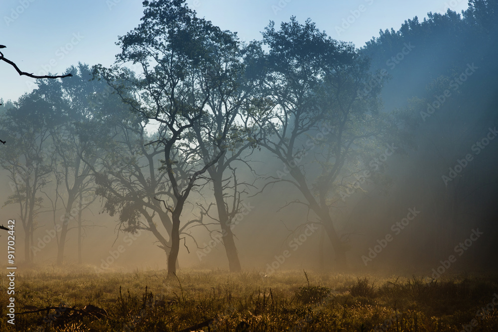 Trees in fog