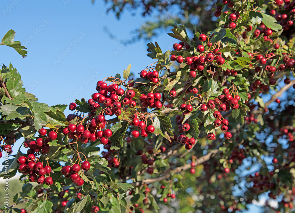 Weißdorn - Crataegus Weißdorn - Crataegus