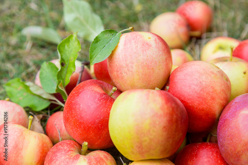 A bunch of ripe apples on a grass