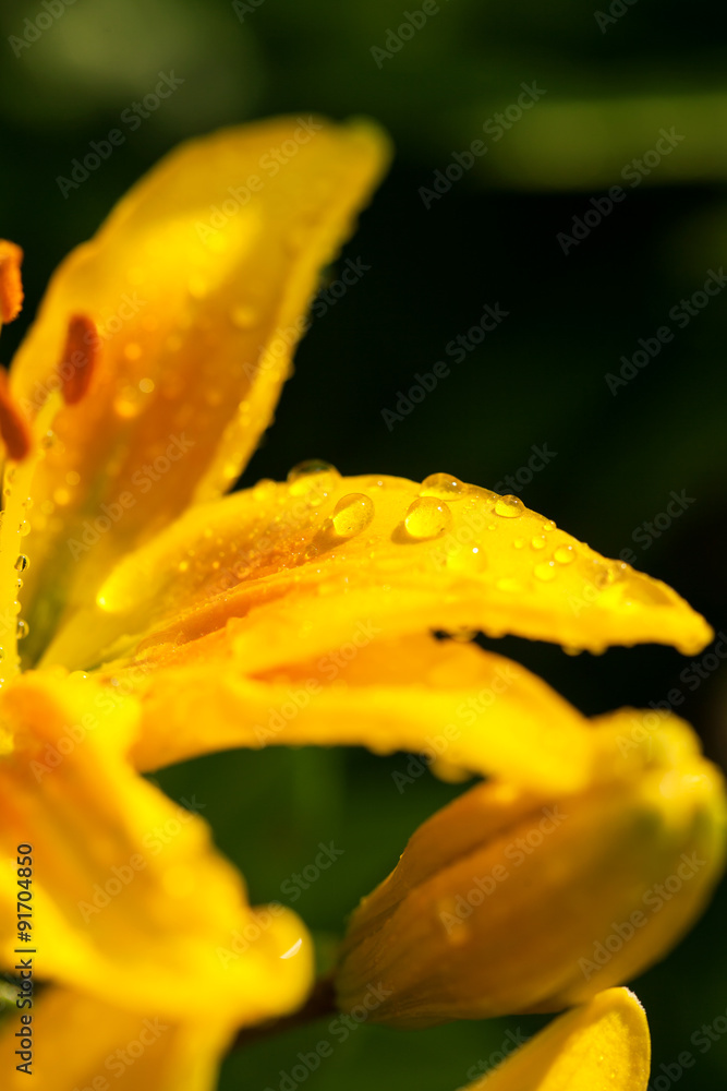 Beautiful lily flower macro shot