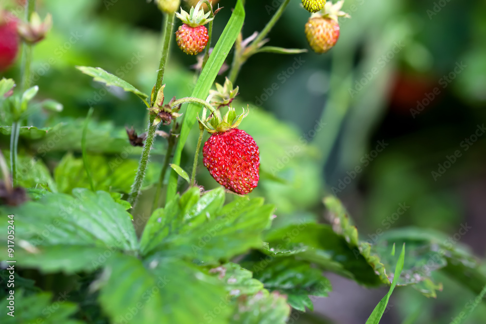 Wild strawberry plant Wild strawberry plant