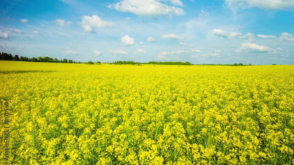blooming canola on the field, panoramic time-lapse blooming canola on the field, panoramic time-lapse