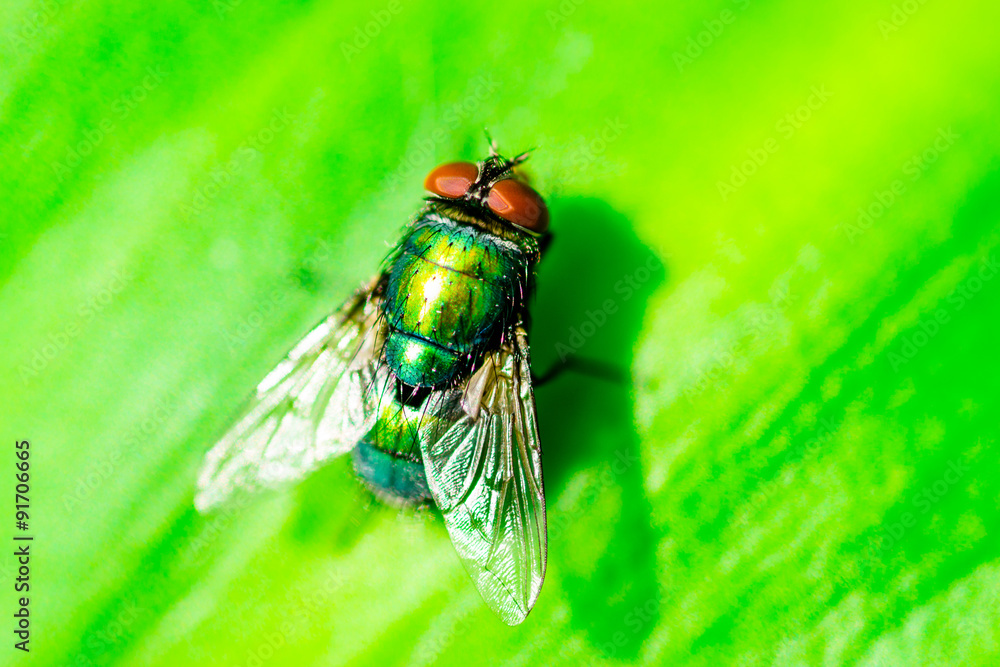 Closeup Macro image of a Green Bottle Fly Closeup Macro image of a Green Bottle Fly