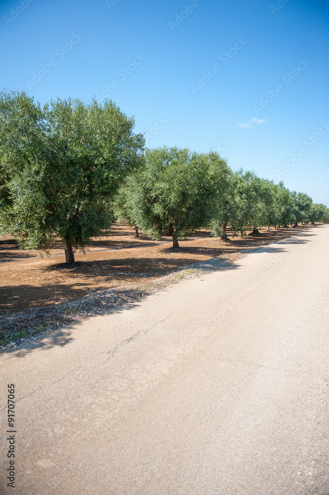 Row of olive trees and local road in a field Row of olive trees and local road in a field