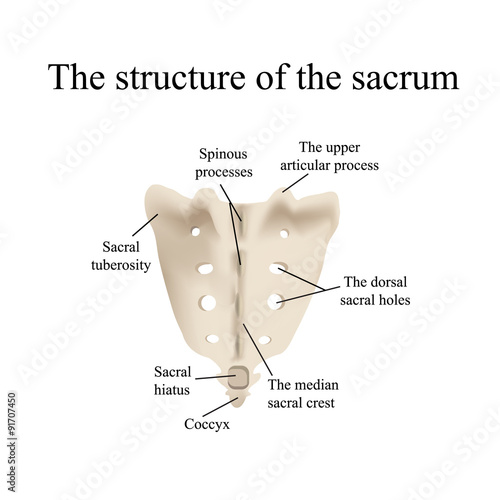 The structure of the aitch bone. Vector illustration on isolated