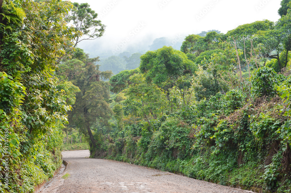 Path through rich highlands vegetation along the caffeinated community in Apaneca, Western El Salvador