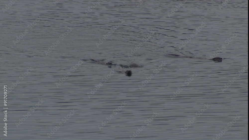 river otters CU in Olympic national park, river otters CU in Olympic national park,
