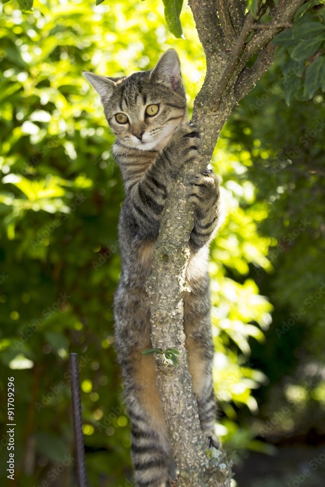 Fototapeta premium little kitten playing in nature