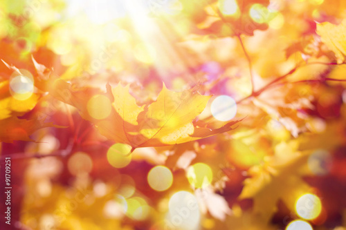 Autumn maple leaves background © papa