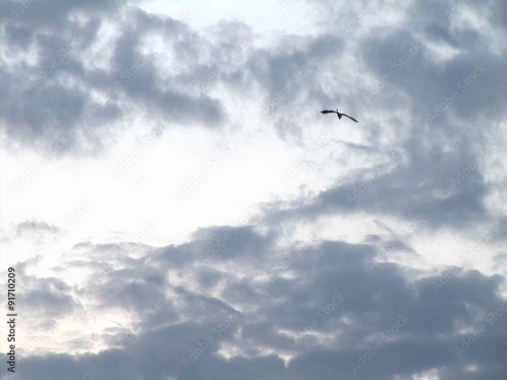 Zoom-out of a lone bird winging towards a darkening sky over Kampala, Uganda. Zoom-out of a lone bird winging towards a darkening sky over Kampala, Uganda.