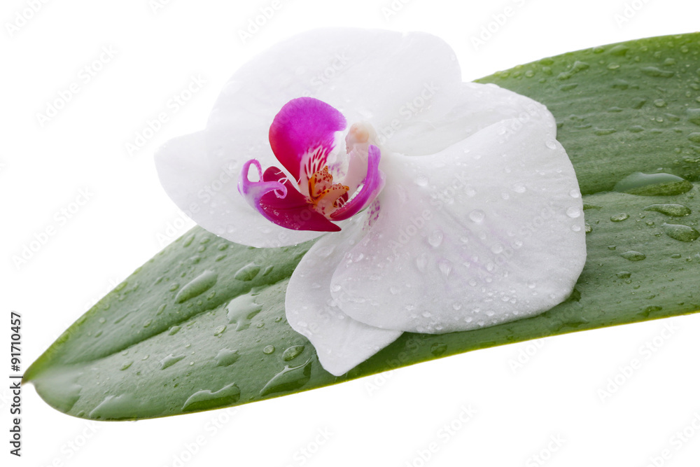 Naklejka premium Orchid flower on a leaf