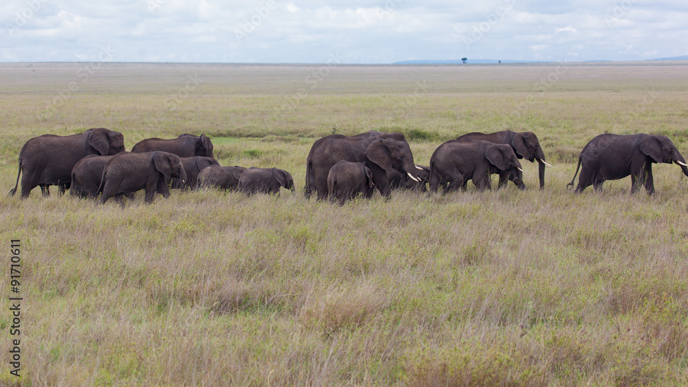 Herd of African elephant, Amboseli National Park, Kenya, Africa